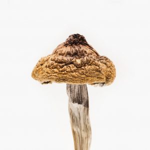 B+ Magic Mushrooms, B Plus Magic Mushrooms, B Plus Magic Mushrooms For Sale