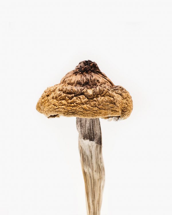 B+ Magic Mushrooms, B Plus Magic Mushrooms, B Plus Magic Mushrooms For Sale