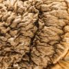 Penis Envy Mushroom - Image 3