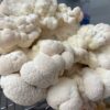 Lions Mane Mushroom - Image 3