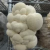 lions mane mushroom australia, lions mane mushroom perth, buy lions mane mushroom, where to buy lions mane mushroom in australia, lions mane mushroom steak, buy lions mane mushroom australia, shrooms q anal, magic mushroom nsw, reishi mushroom australia,