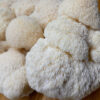 Lions Mane Mushroom - Image 2